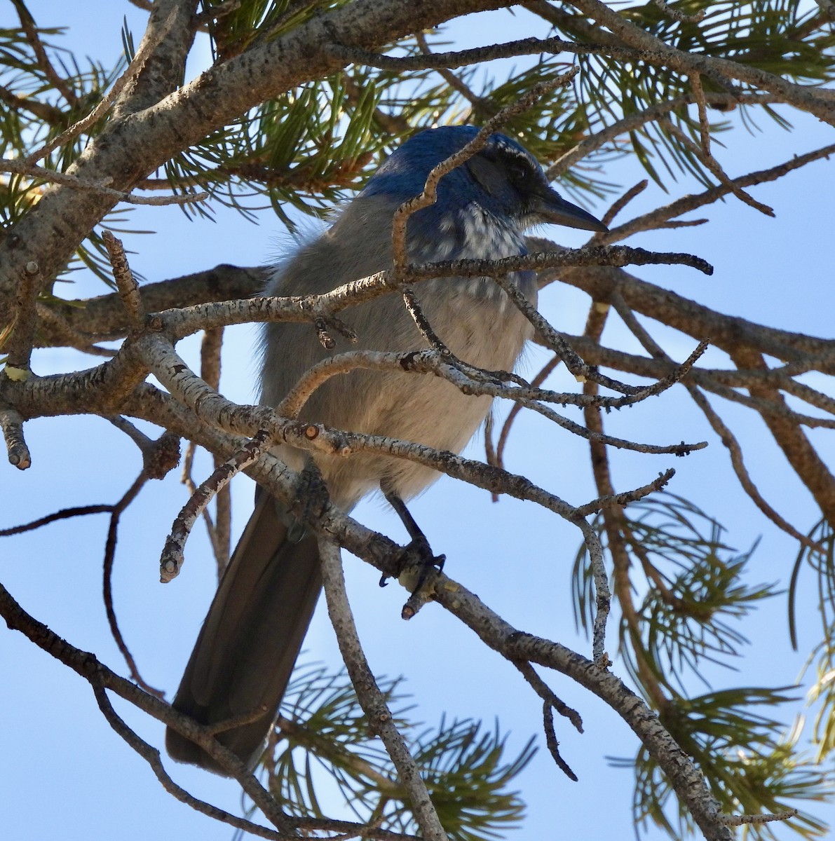 Woodhouse's Scrub-Jay - ML645631050