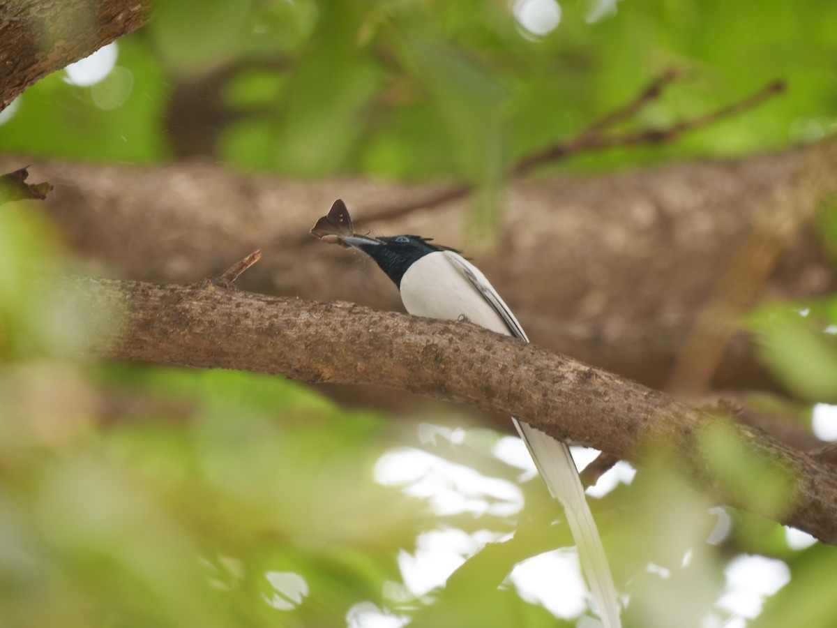 Indian Paradise-Flycatcher - ML645631052
