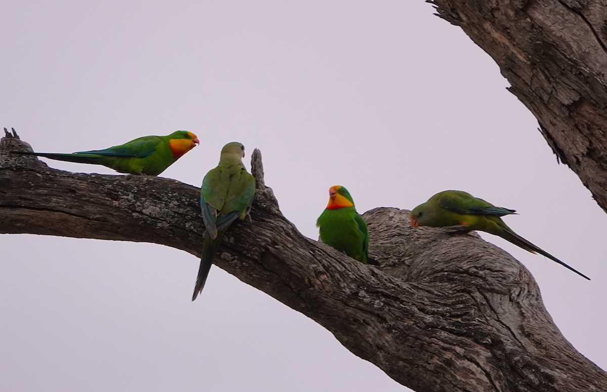 Superb Parrot - ML645631056