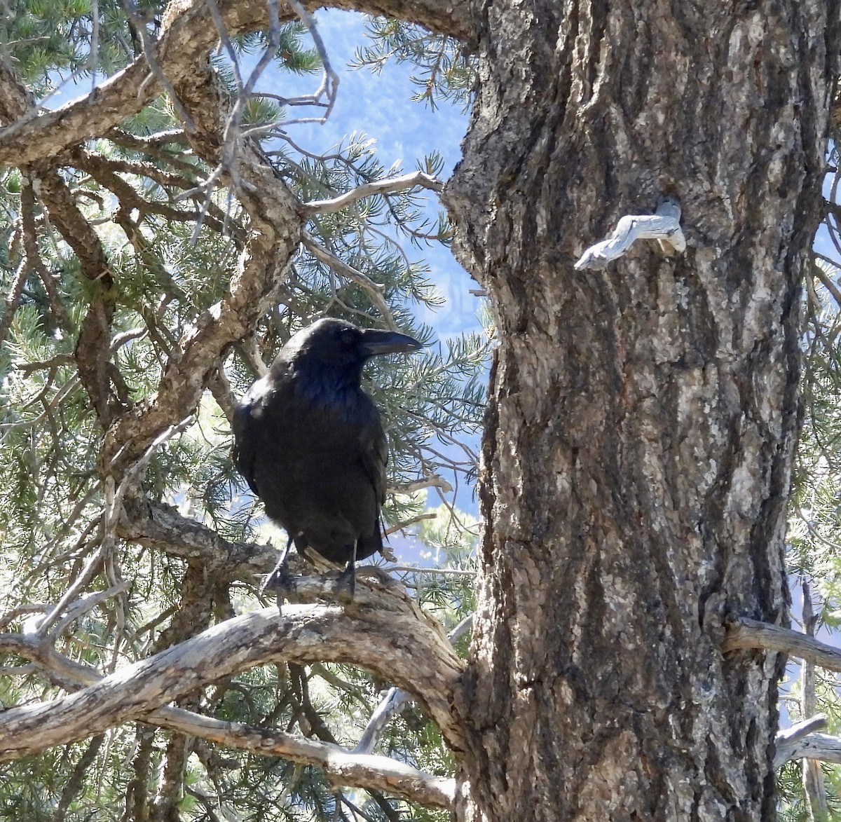 עורב שחור - ML645631074