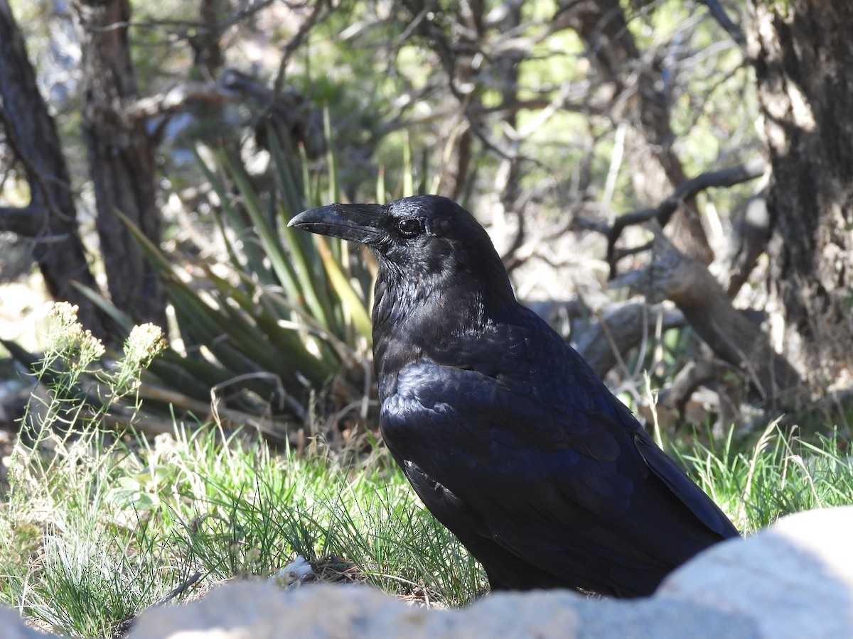 עורב שחור - ML645631075
