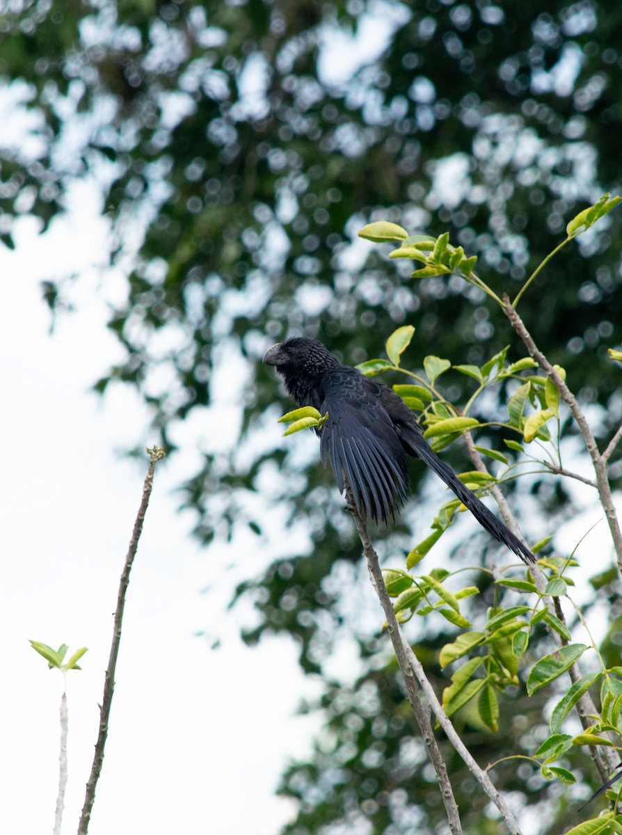 glattnebbani - ML645631092