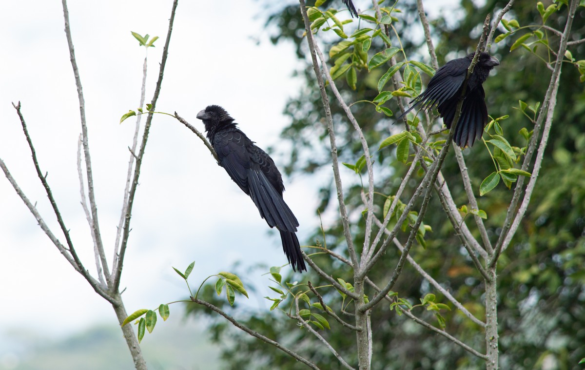 glattnebbani - ML645631093