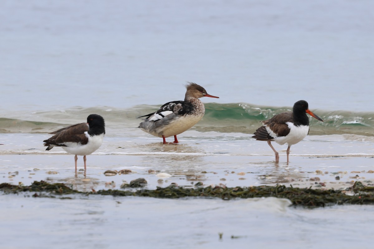 Red-breasted Merganser - ML645631098