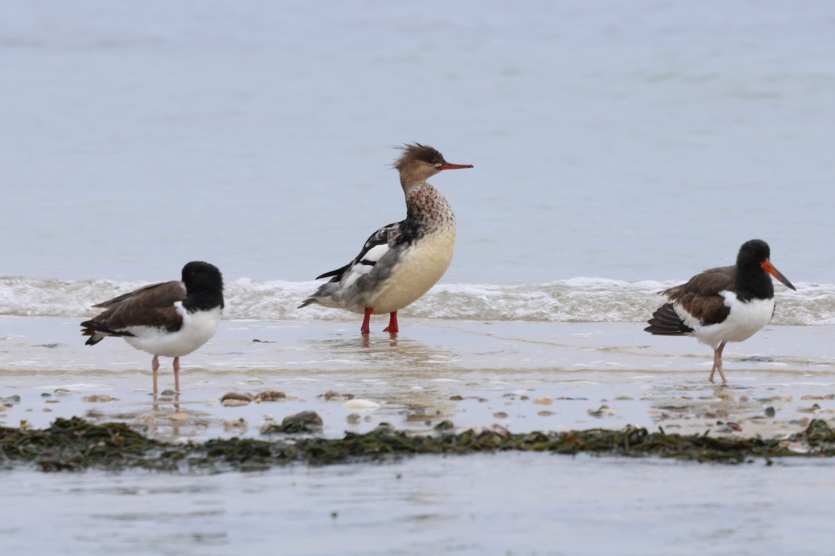 Red-breasted Merganser - ML645631105