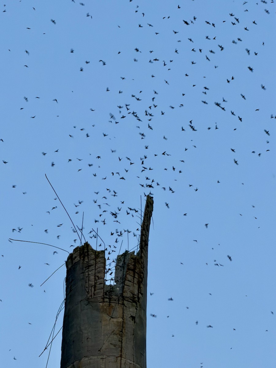 Vaux's Swift - ML645631106