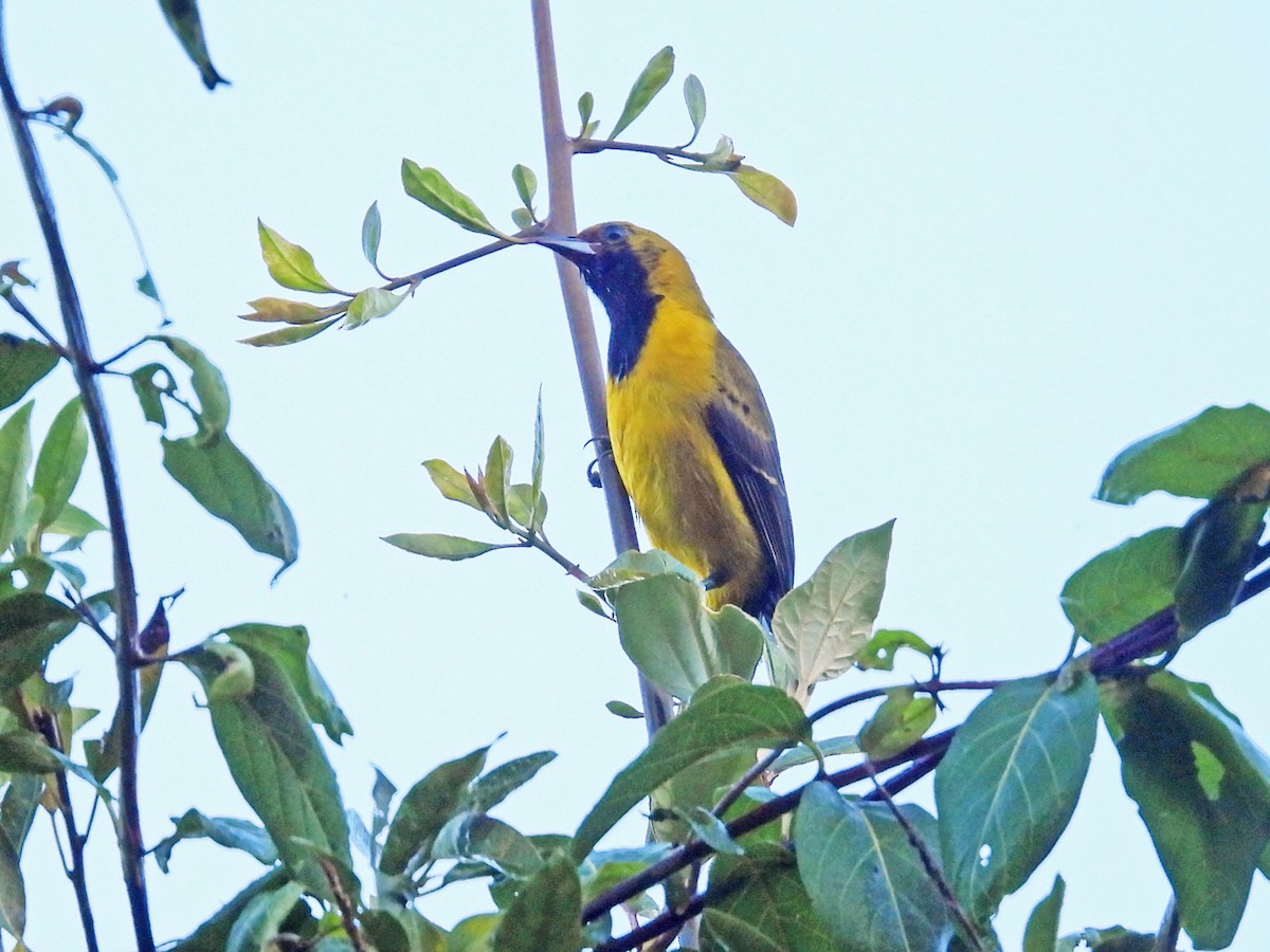 Bar-winged Oriole - ML645631113