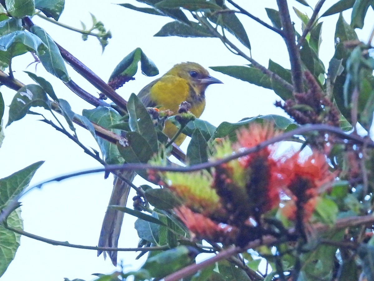 Bar-winged Oriole - ML645631114