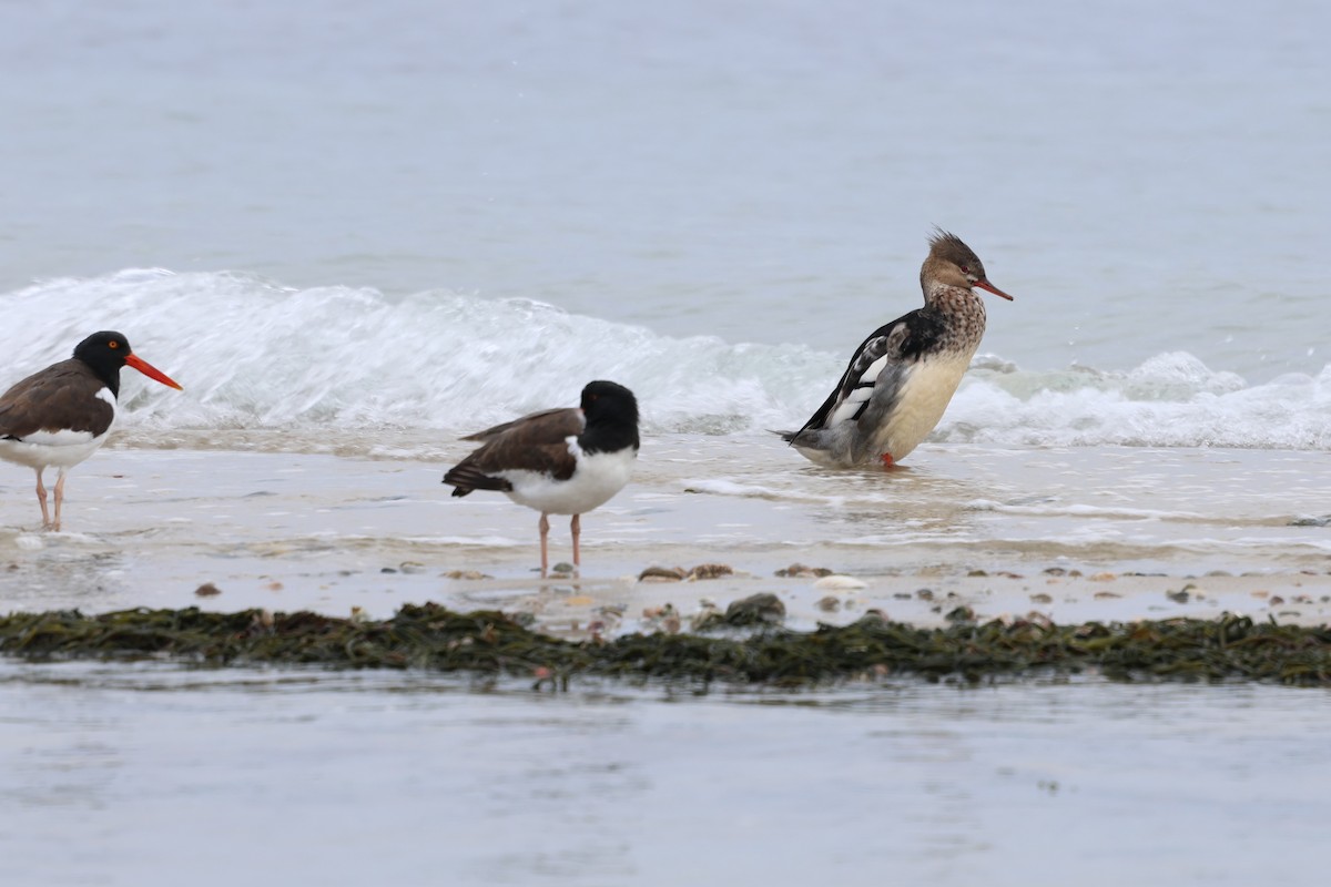 Red-breasted Merganser - ML645631129
