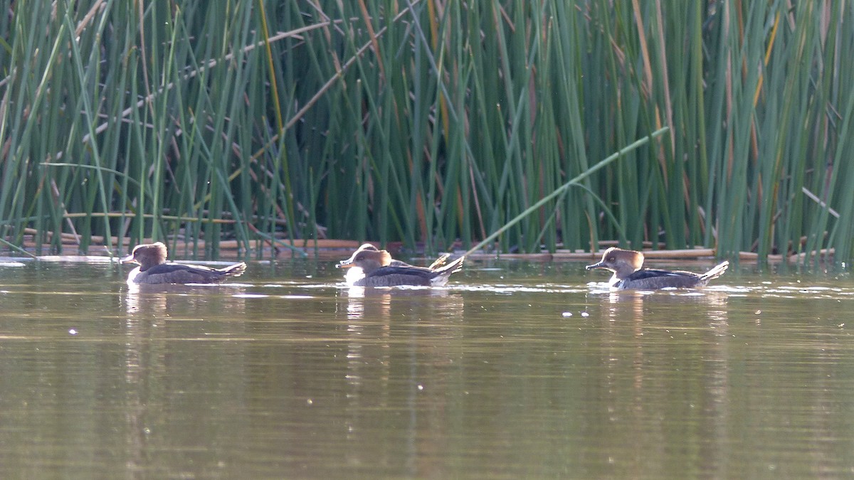Hooded Merganser - ML645631134