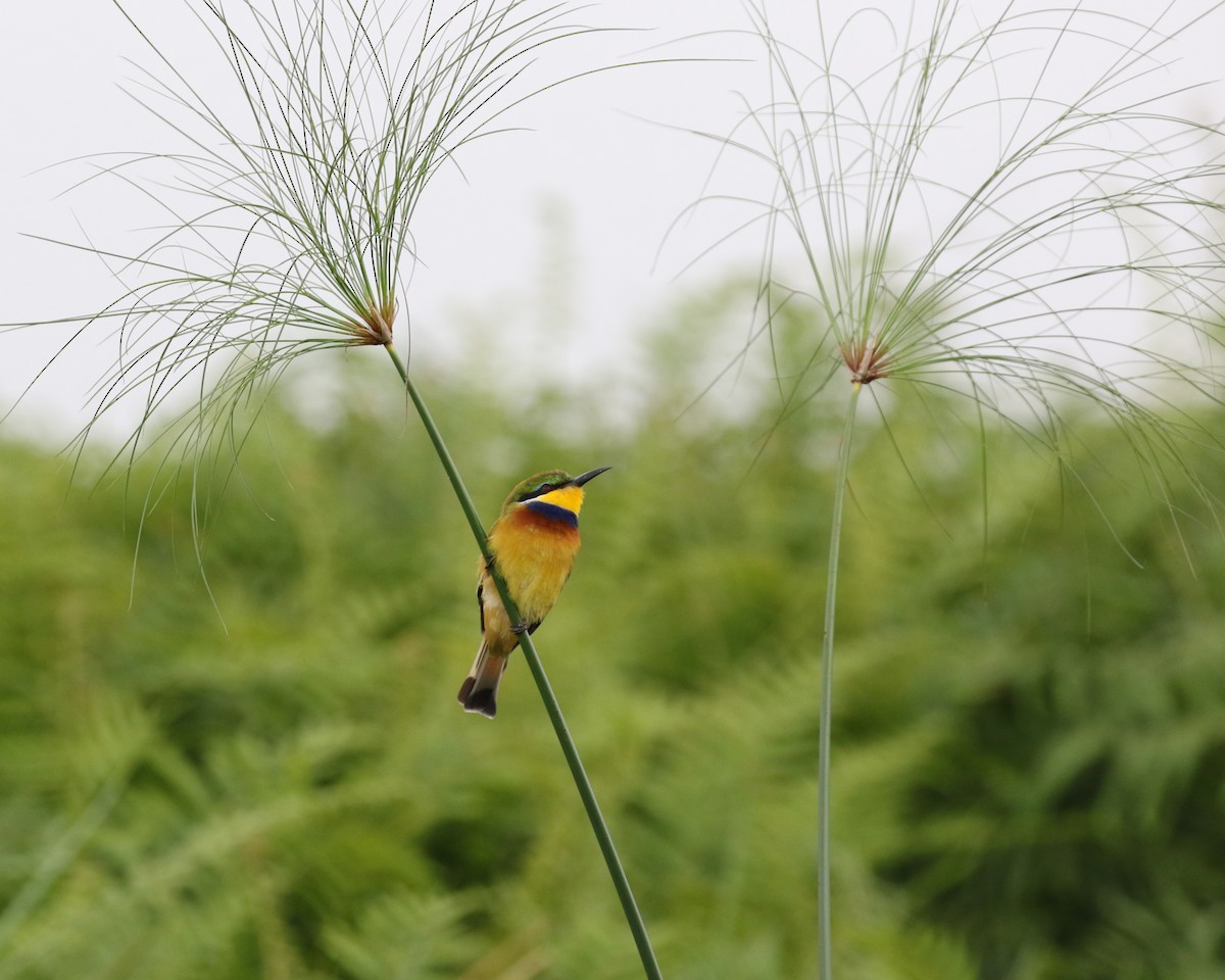 Blue-breasted Bee-eater - ML645631142