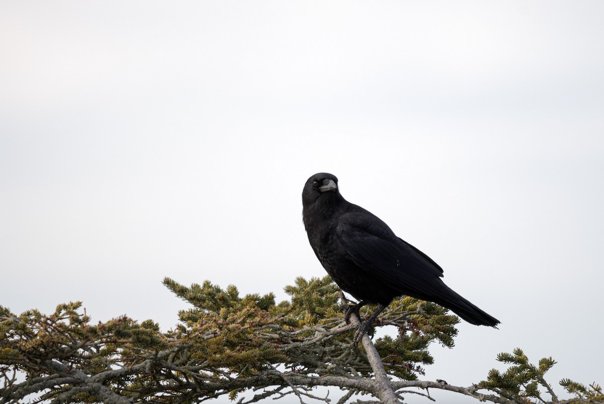 American Crow - ML645631149