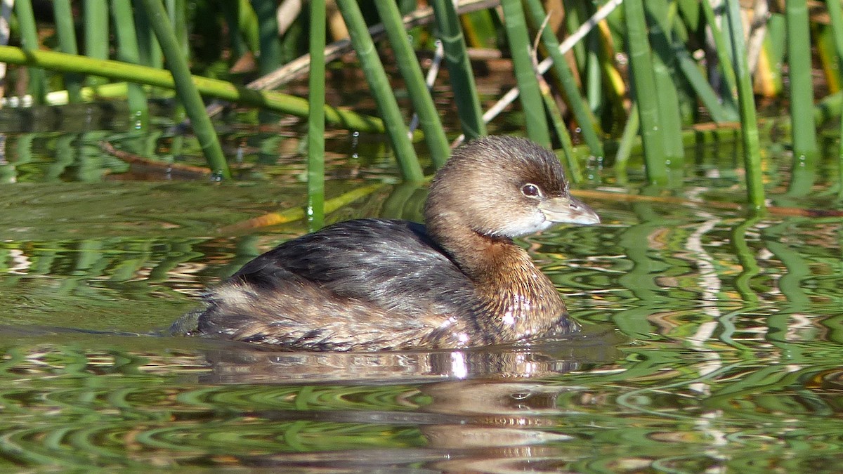 Pied-billed Grebe - ML645631150