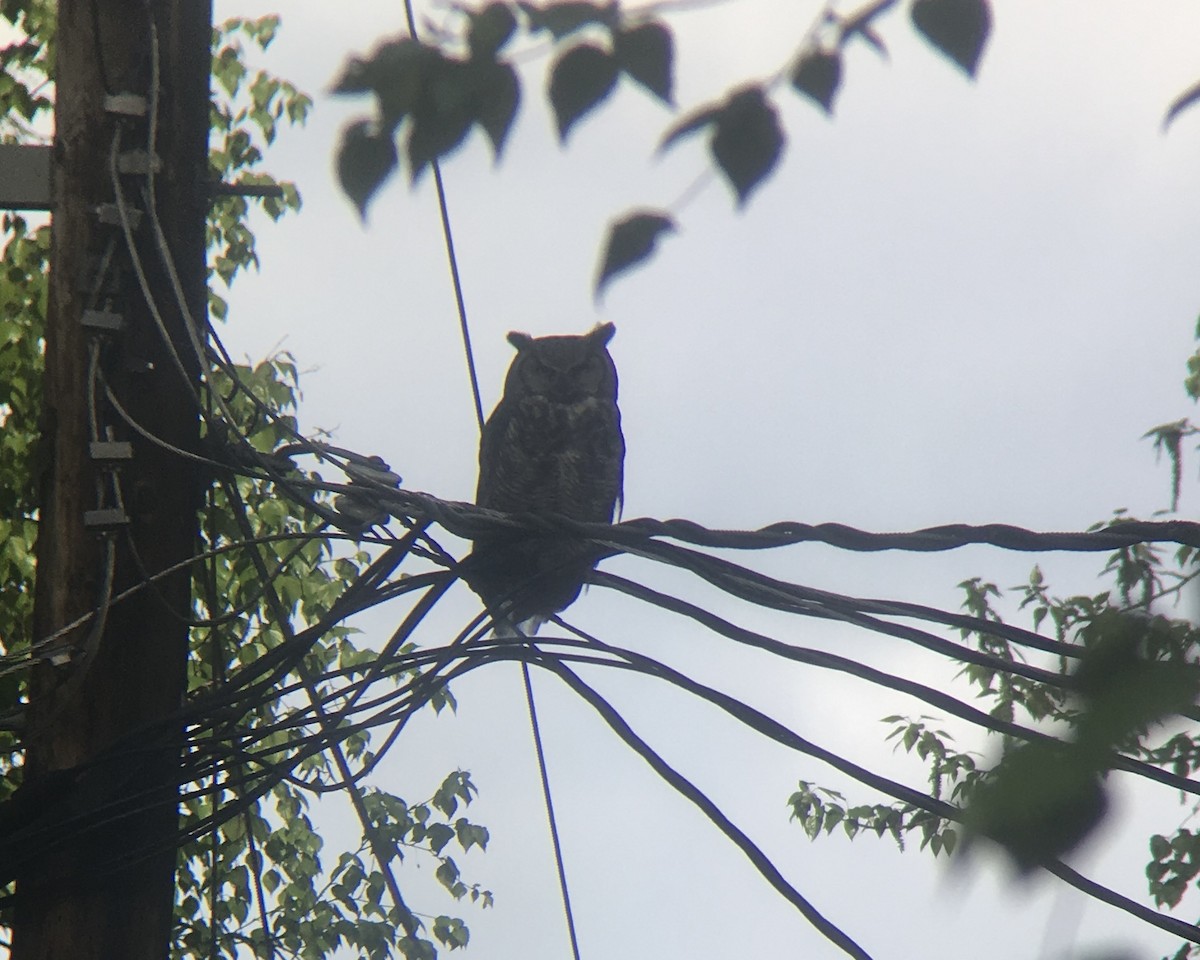 Great Horned Owl - ML645631151