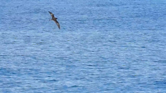 オオミズナギドリ - ML645631174