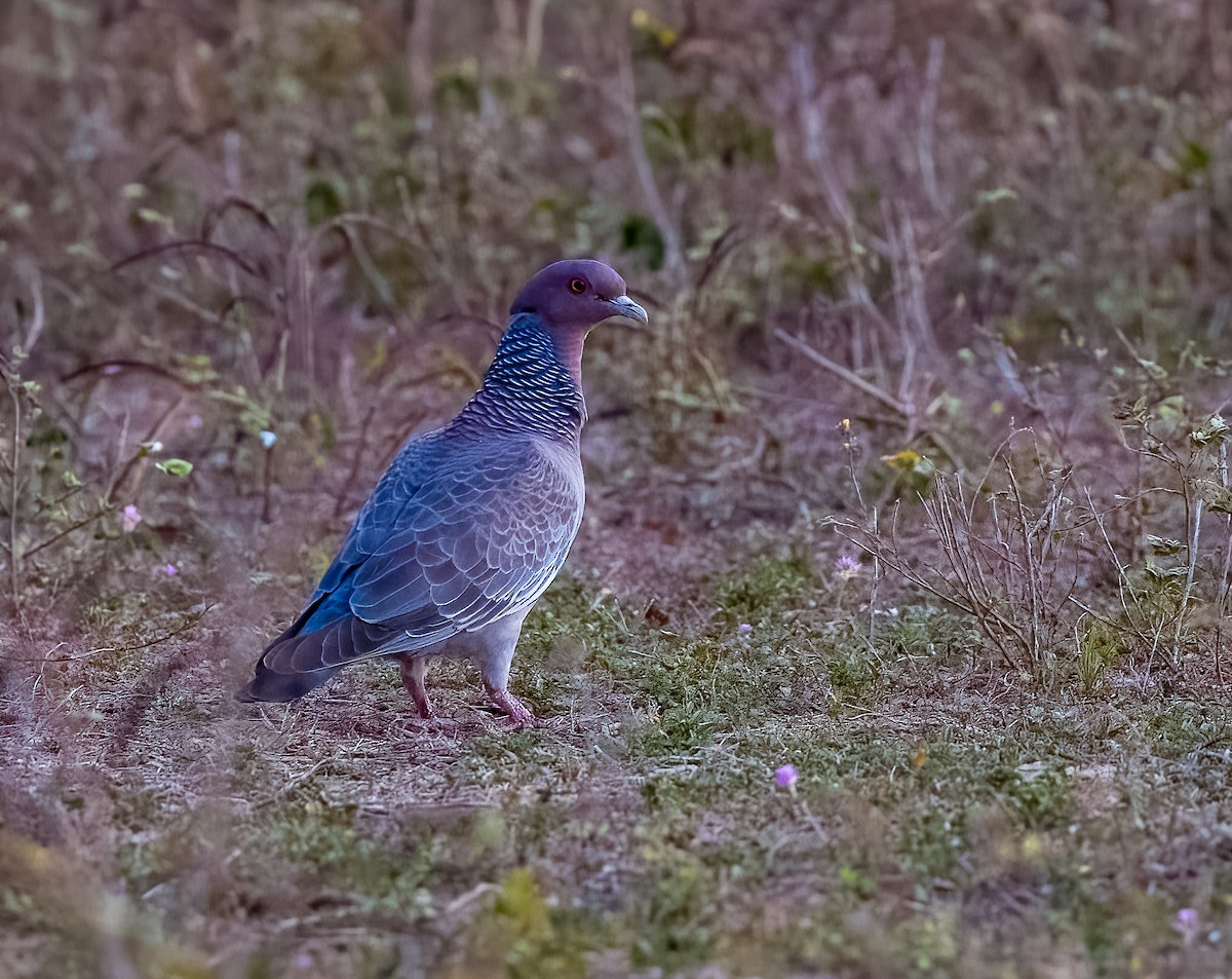 Темнохвостый голубь - ML645631180