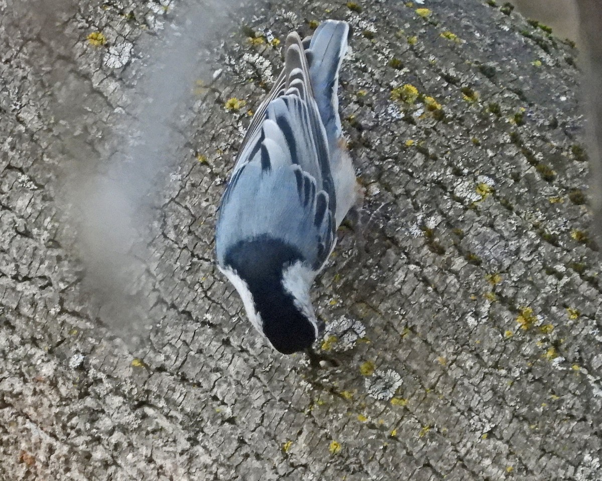 ムナジロゴジュウカラ - ML645631186