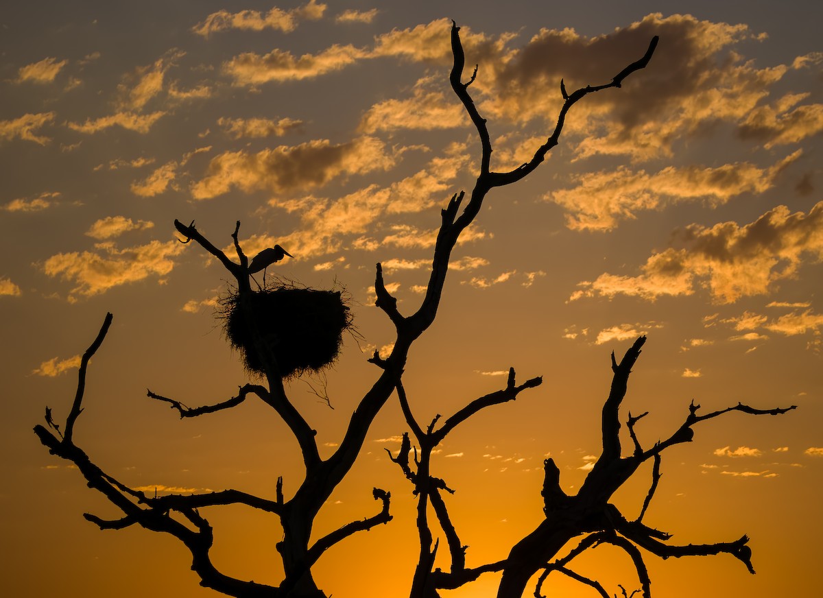 ズグロハゲコウ - ML645631188