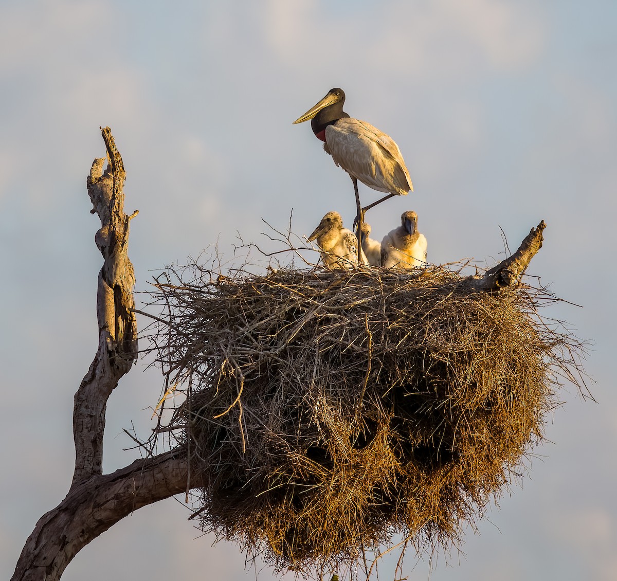 ズグロハゲコウ - ML645631201