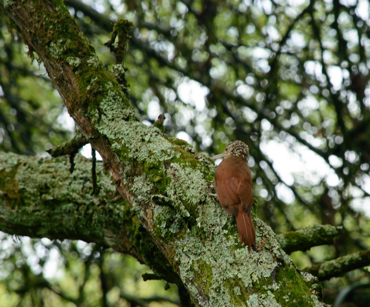 Straight-billed Woodcreeper - ML645631208