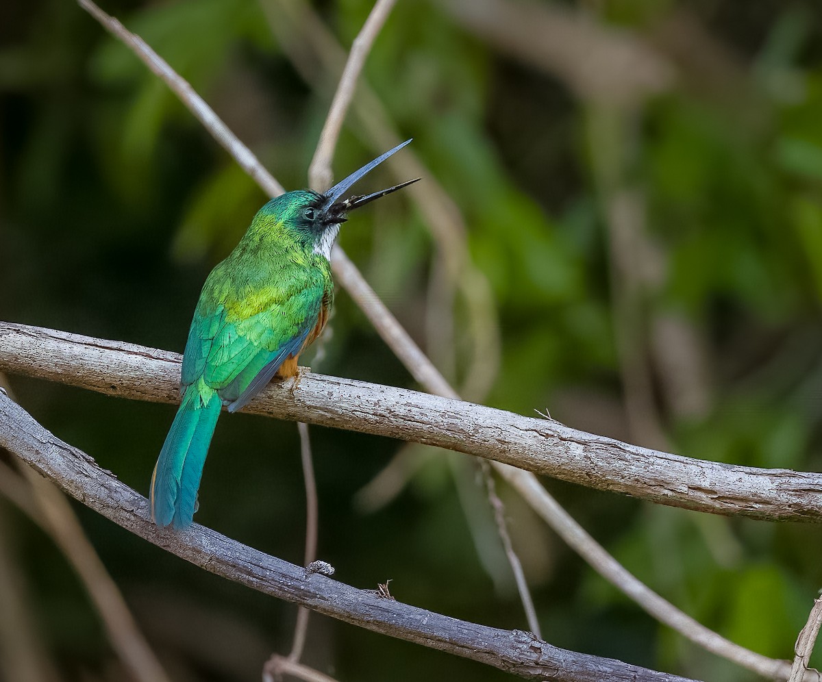 アカオキリハシ - ML645631220