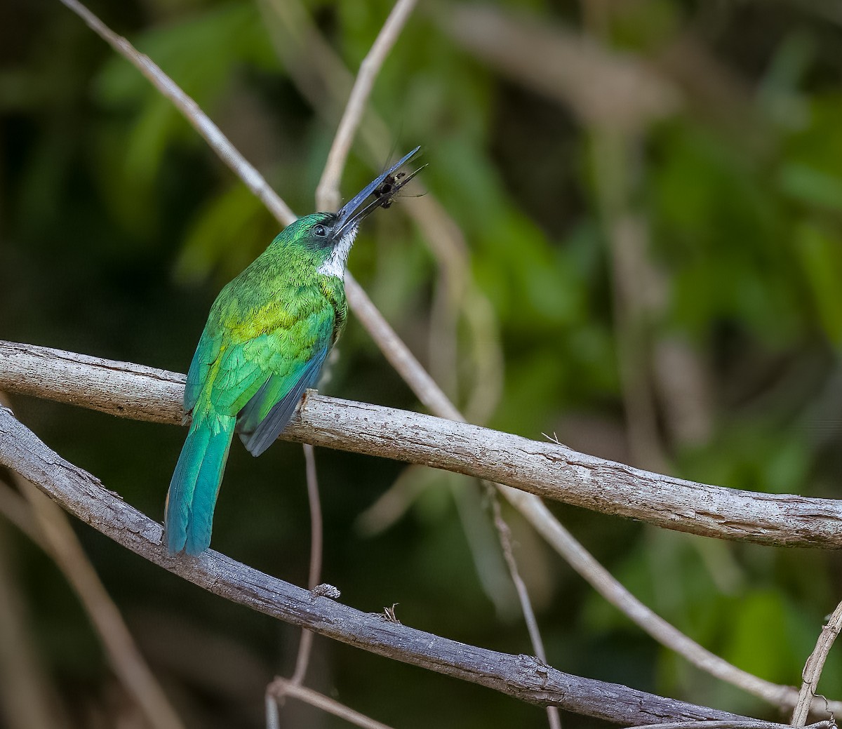 アカオキリハシ - ML645631221