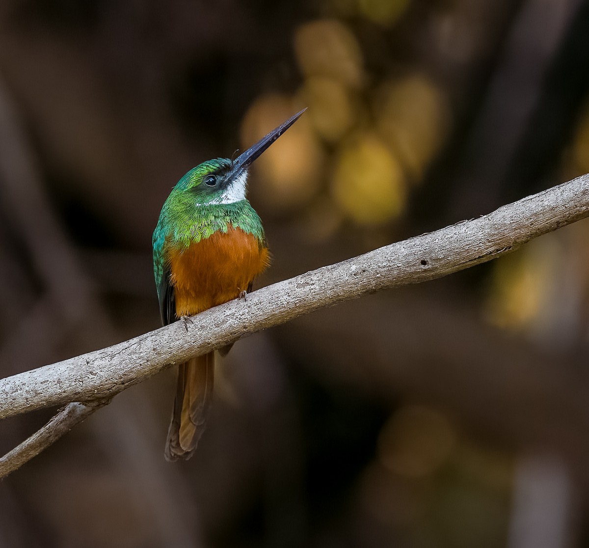 アカオキリハシ - ML645631222