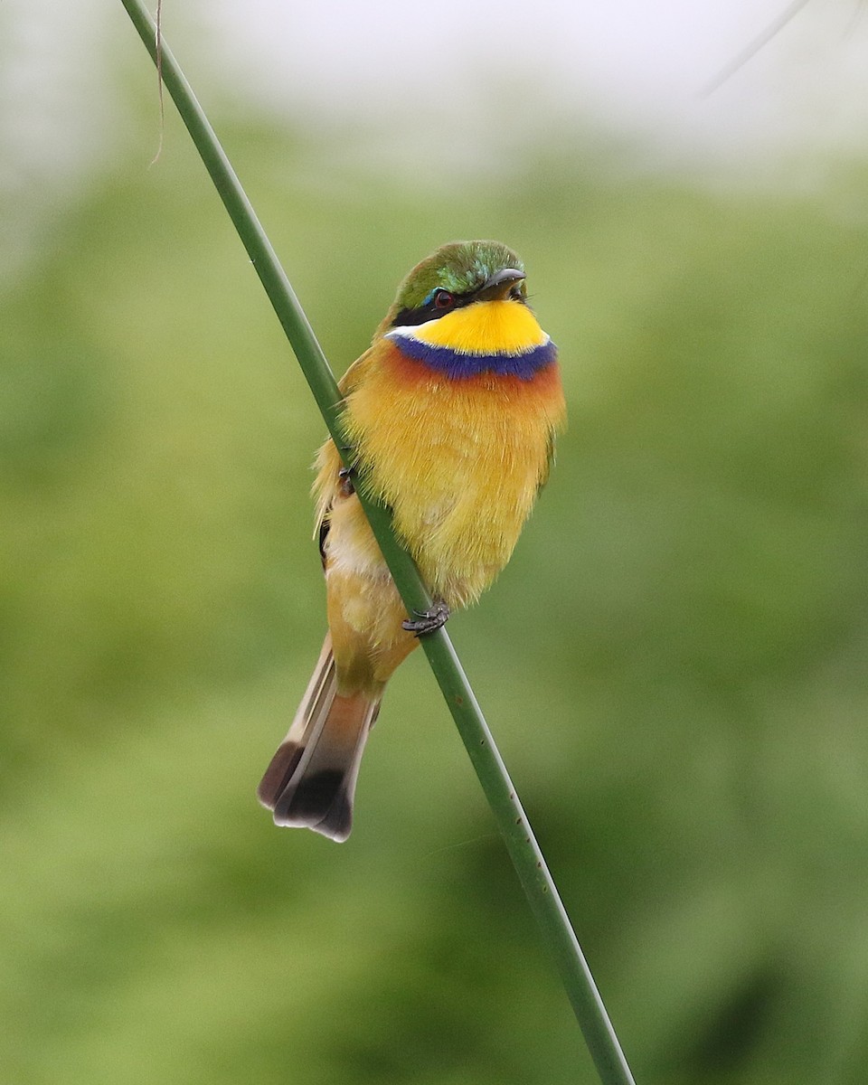 Blue-breasted Bee-eater - ML645631224