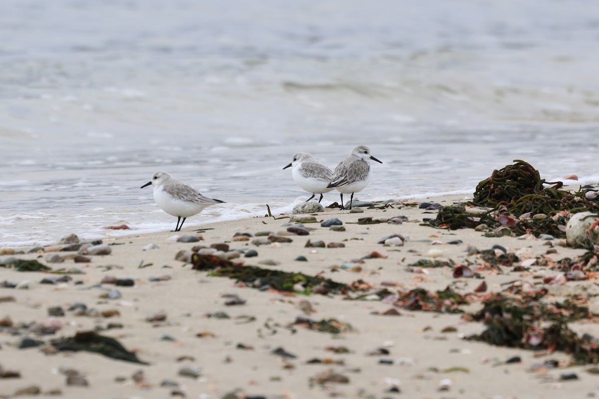 ミユビシギ - ML645631225