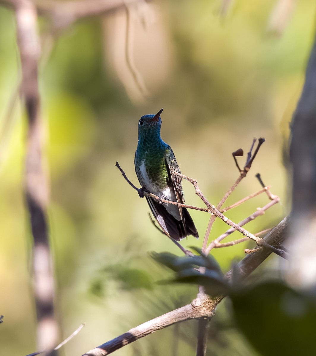 テリノドエメラルドハチドリ - ML645631226