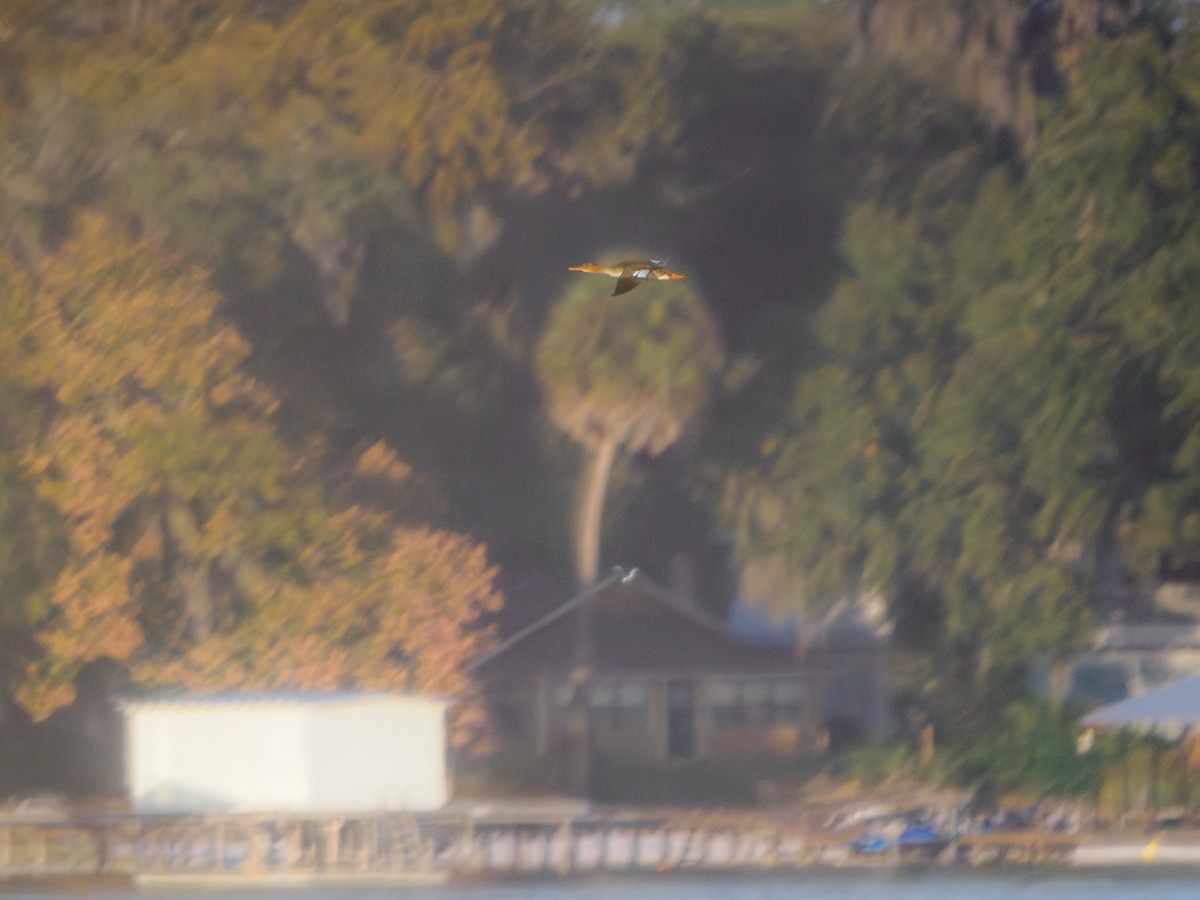 Red-breasted Merganser - ML645631229