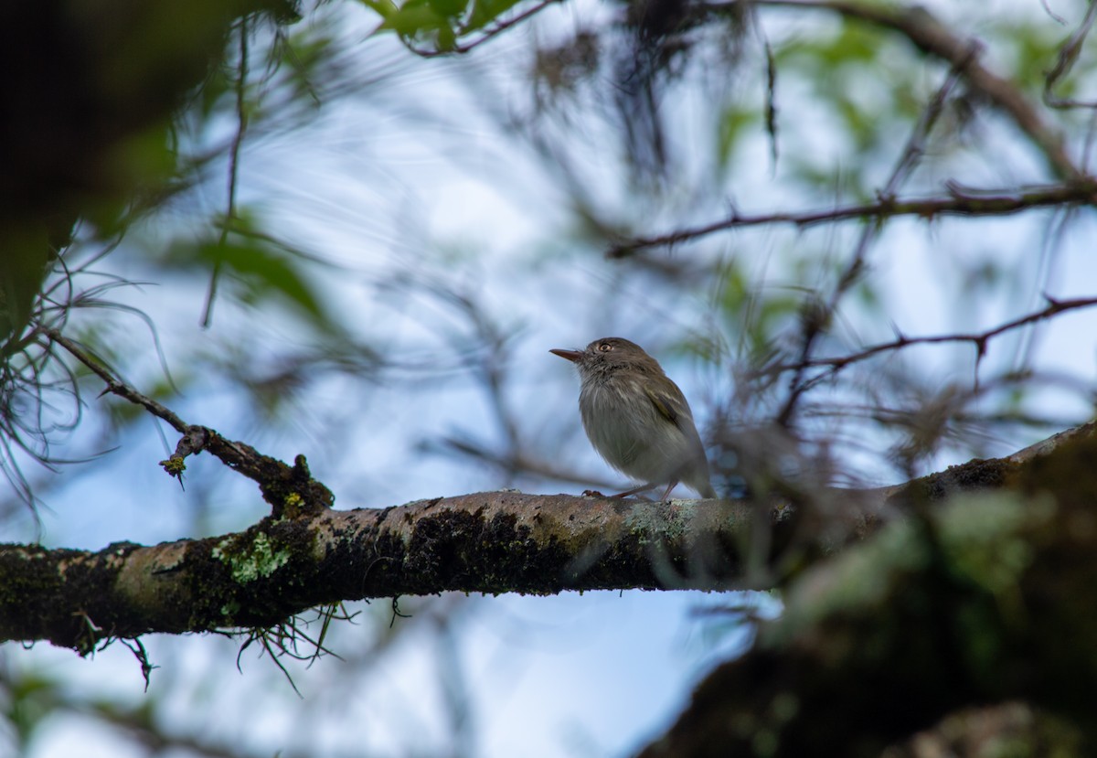 ギンバラコビトドリモドキ - ML645631230