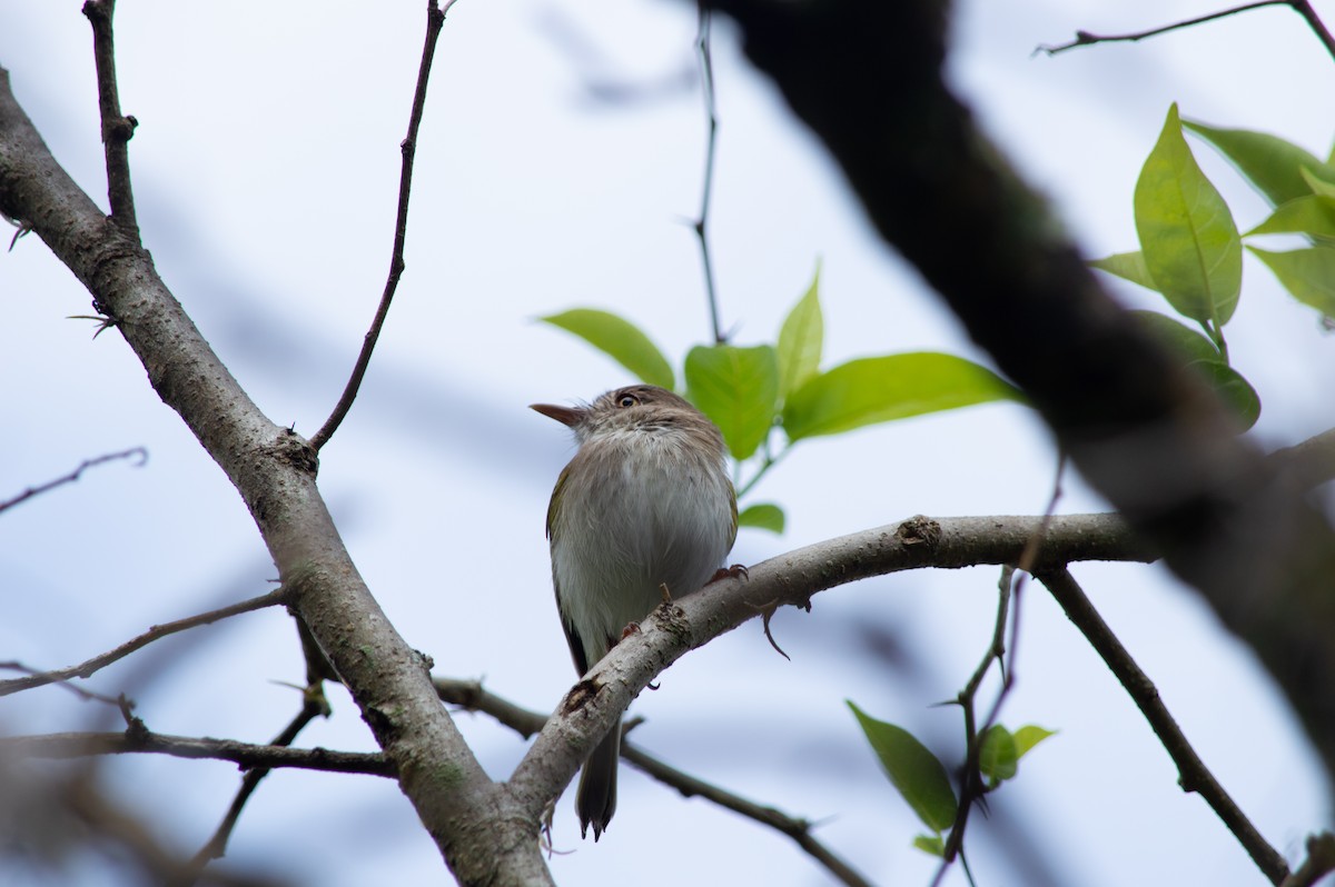 ギンバラコビトドリモドキ - ML645631231