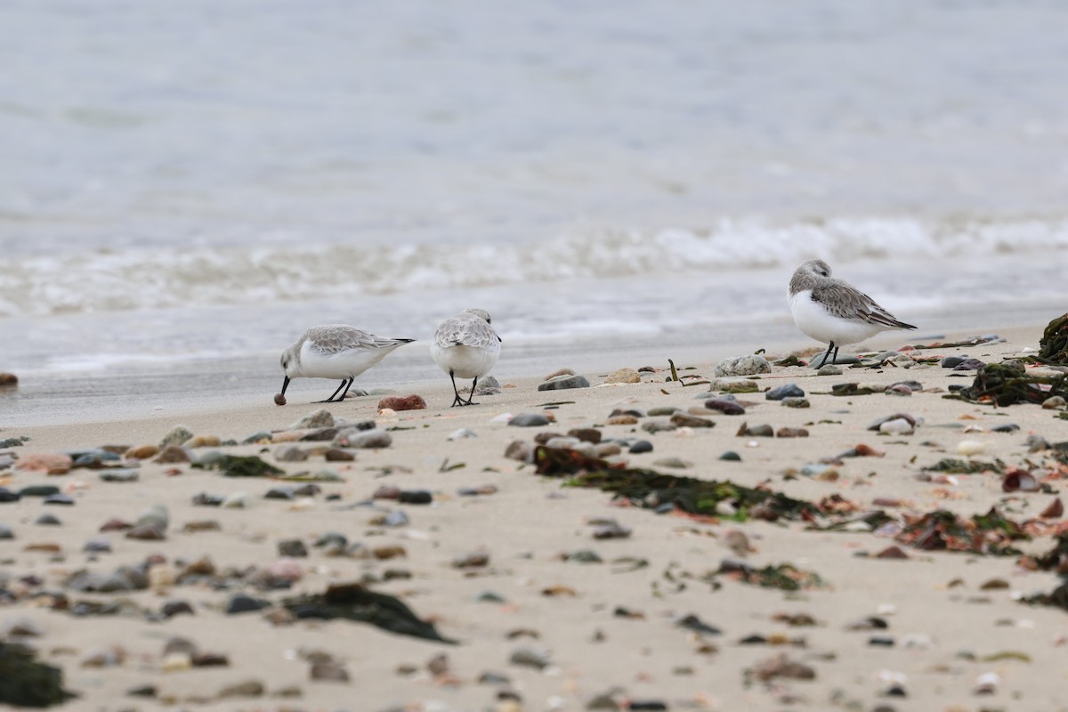 ミユビシギ - ML645631233