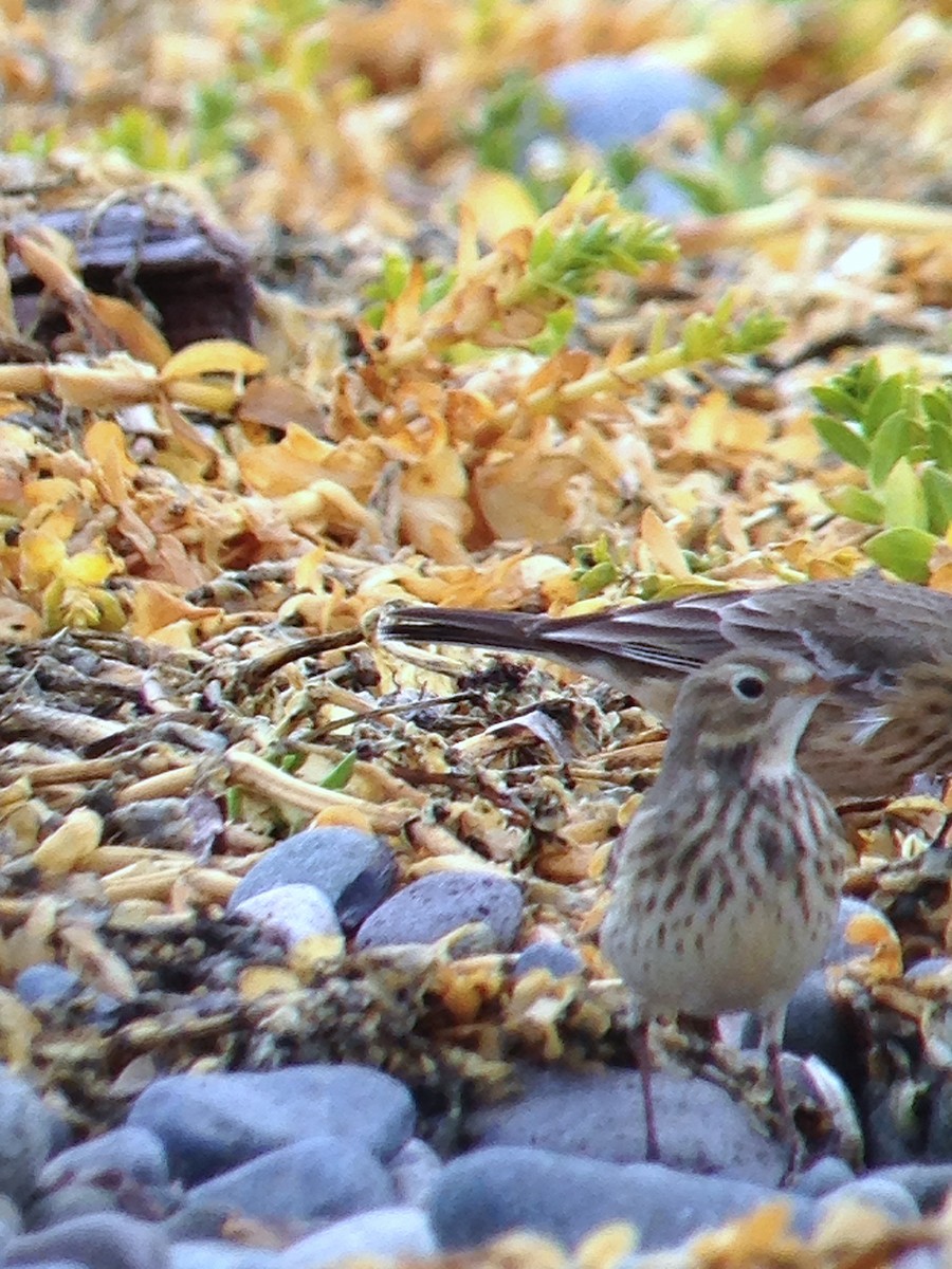 タヒバリ／アメリカタヒバリ - ML645631234