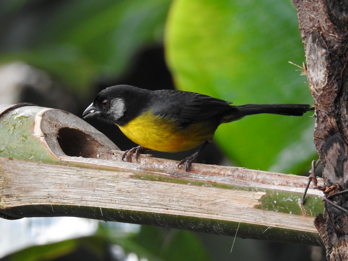 サンタマルタヤブシトド - ML645631235