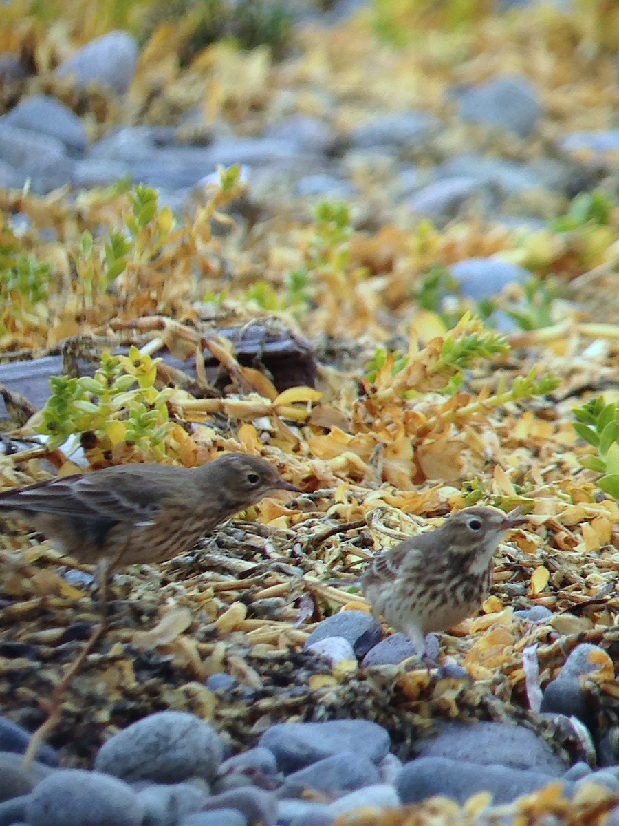 タヒバリ／アメリカタヒバリ - ML645631238