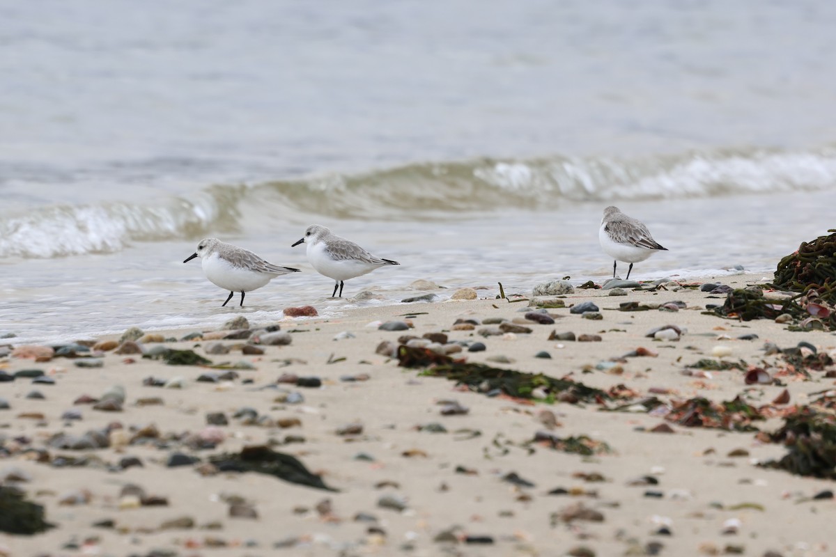 ミユビシギ - ML645631239