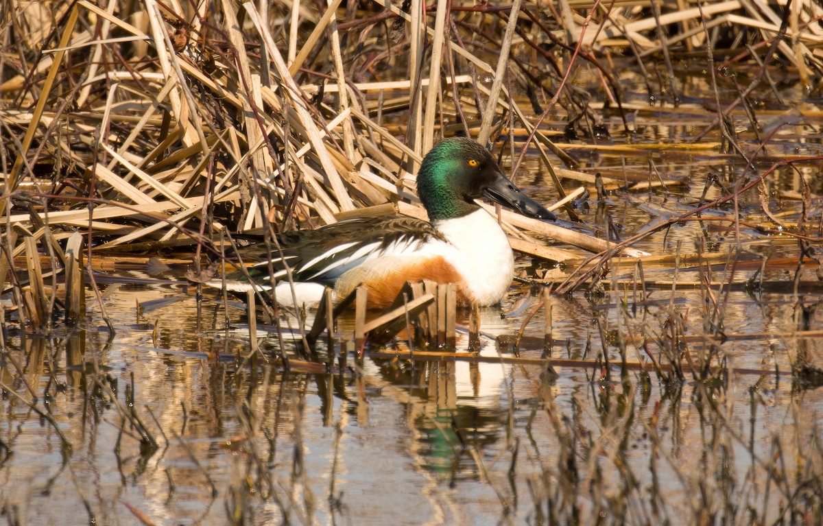 ハシビロガモ - ML645631244