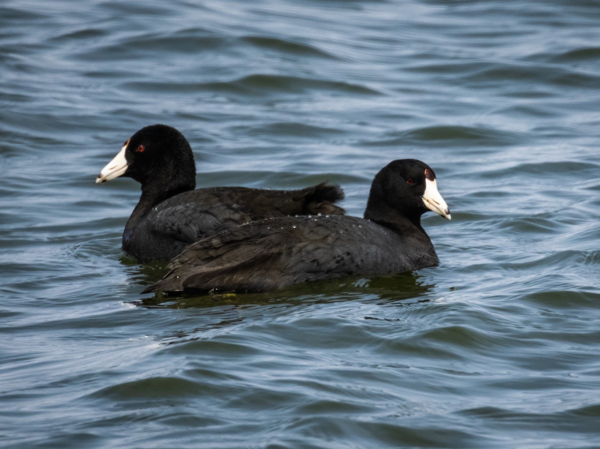 アメリカオオバン - ML645631245