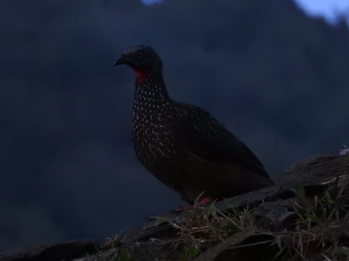 オビオシャクケイ - ML645631246