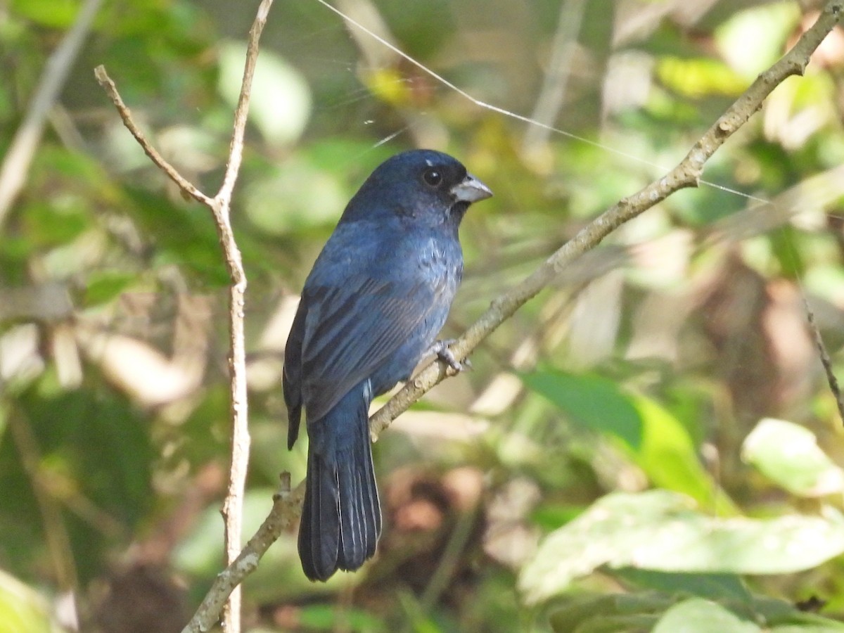 シコンコメワリ - ML645631247