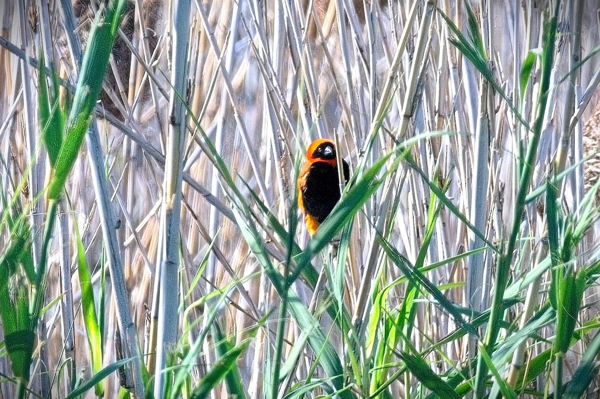 オオキンランチョウ - ML645631249