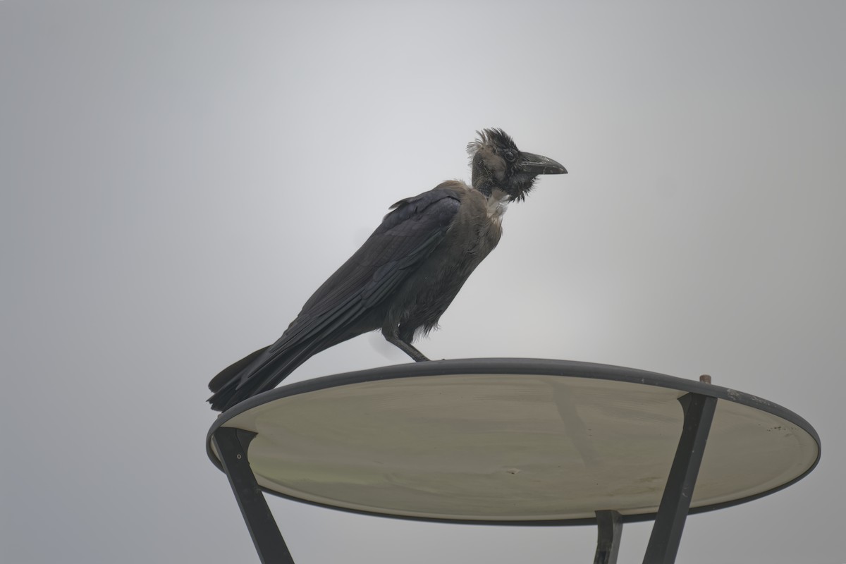 イエガラス - ML645631252