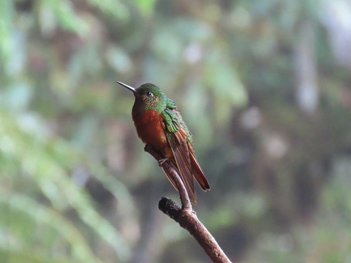 チャムネフチオハチドリ - ML645631253