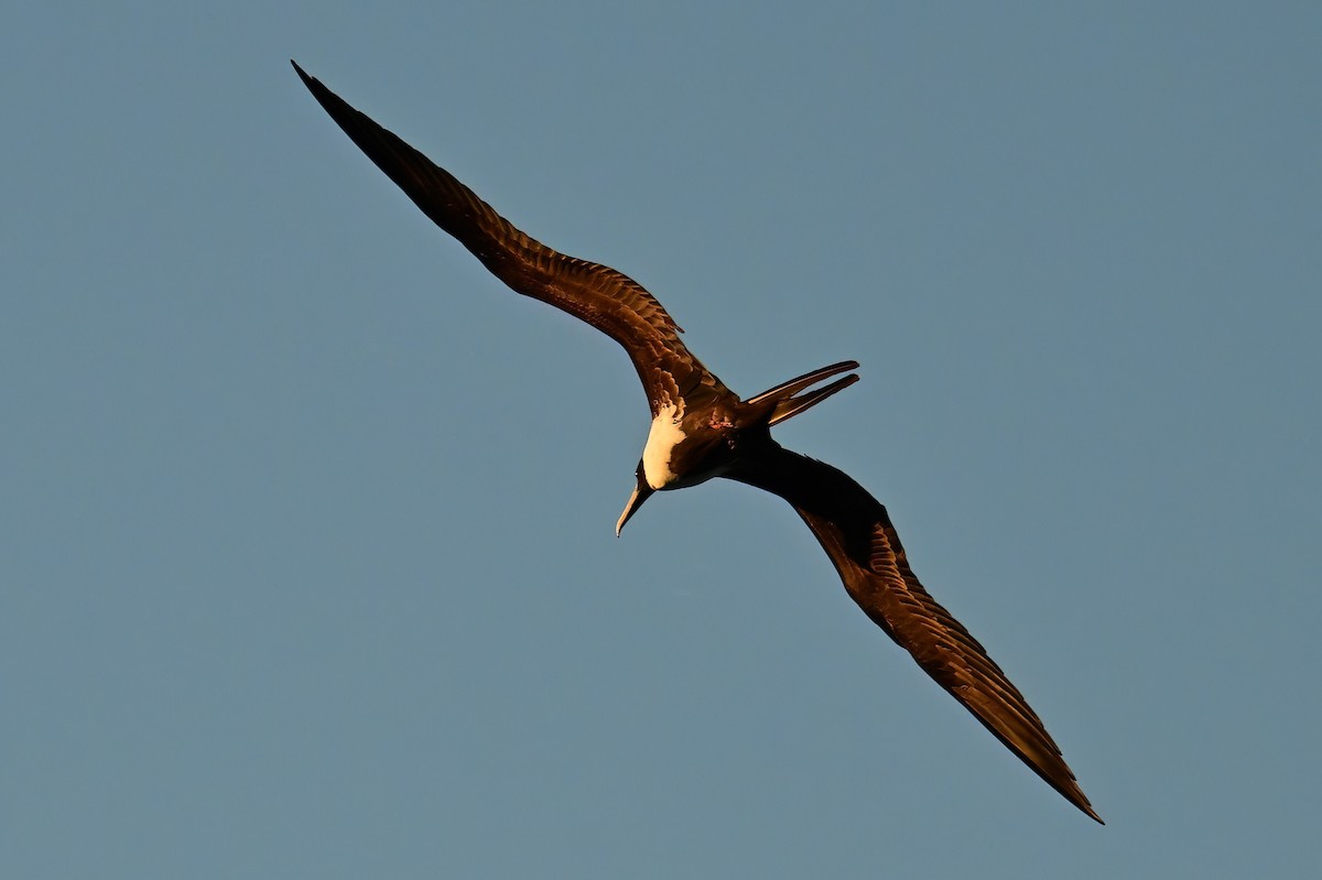 アメリカグンカンドリ - ML645631255