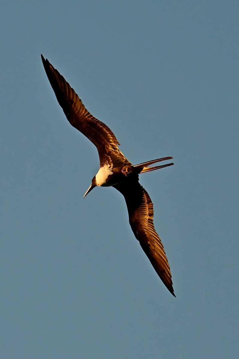 アメリカグンカンドリ - ML645631256