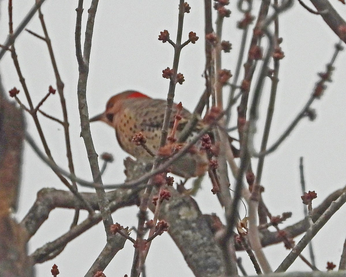 gullspett - ML645631259