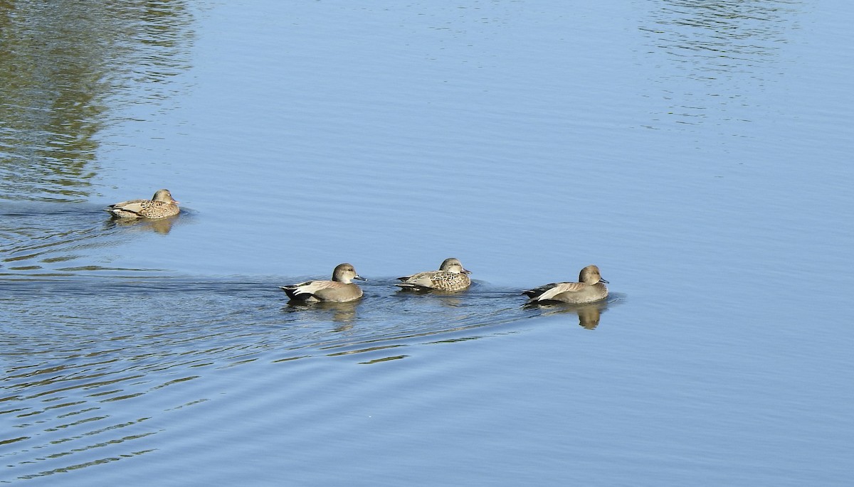 Нерозень - ML645631265