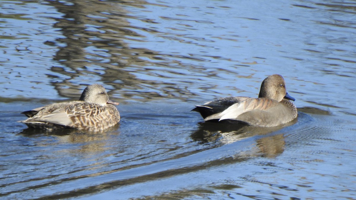 Нерозень - ML645631266